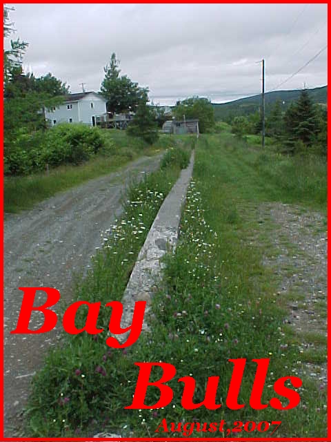 baybulls1.jpg